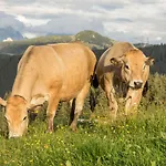 Bommerhof * Waidring