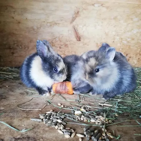 Alojamento de Turismo Rural Bommerhof *