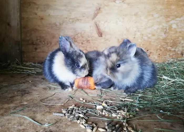 Séjour à la ferme Bommerhof *