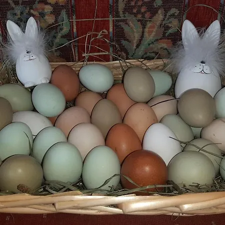 Bommerhof ファームステイ